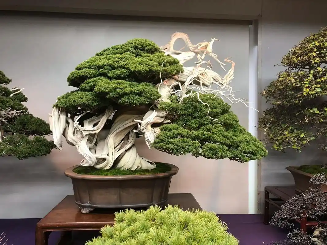 日本系鱼川真柏盆景欣赏#系鱼川真柏 #盆景艺术 #真柏 - 抖音