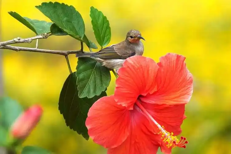 【热带花鸟】 第 10 幅查看大图曝光:1/640 sec光圈:f5.