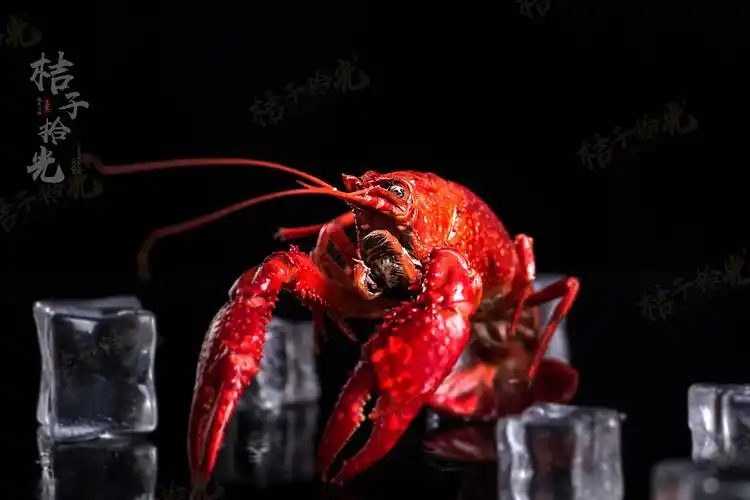 我只是一只小龙虾丨超跑龙虾&桔子拾光美食摄影
