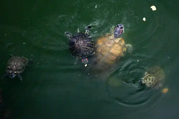 放生有乌龟数百头,时见游人立于池畔,投食喂龟,但见众龟争食,龟头攒动