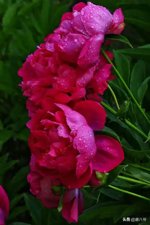 雨后的牡丹花超美,雨中的牡丹,高贵,纯洁,层叠的花瓣里漫浸着它的雍容