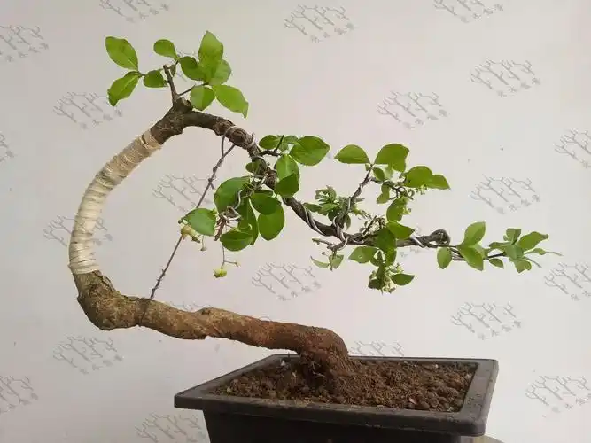 卫矛盆景图片(卫矛桩材改做) - 赤虎壹号