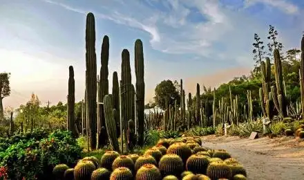 厦门园林植物园万石植物园门票必去景点来一场森系之旅免取票刷身份证