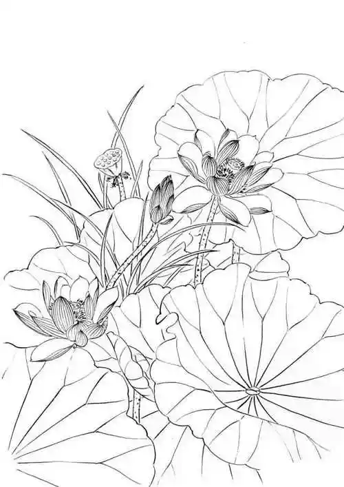 素材| 一组漂亮的荷花工笔白描线稿图