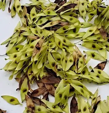 [臭椿种子批发]臭椿种子价格5.00元/斤 - 一亩田