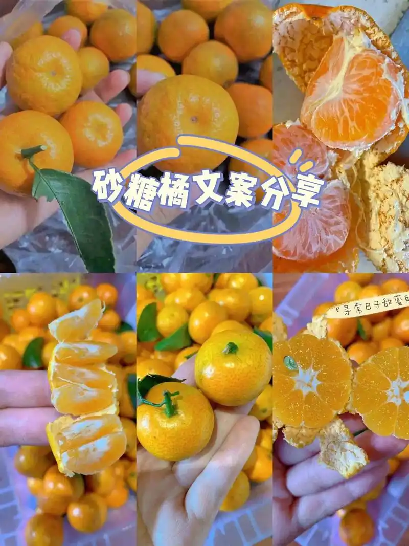砂糖橘文案分享