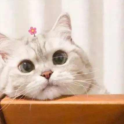 想做一只甜糯的猫扑倒在你怀_qq头像个性网