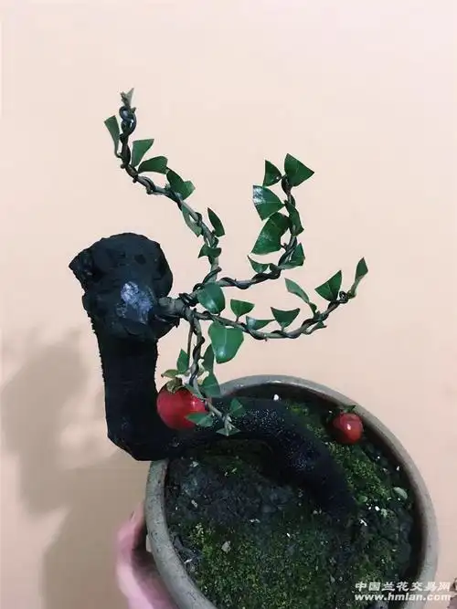 金弹子血红亮果