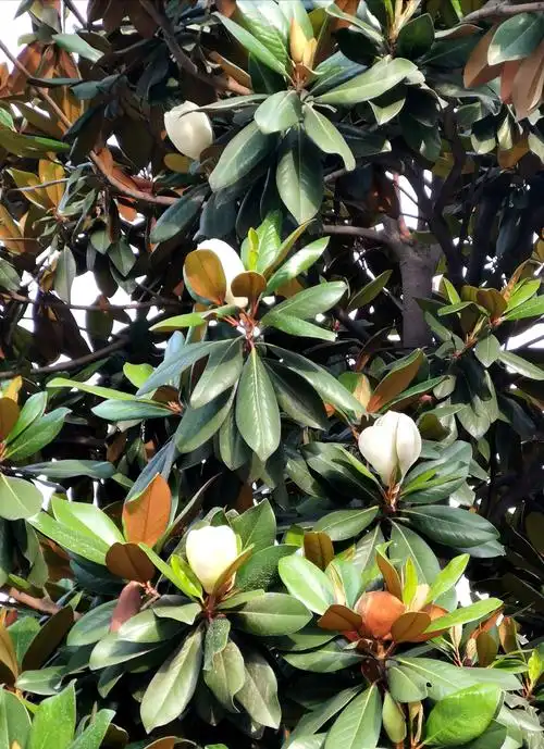 其它 开在树上的荷花仙子—广玉兰花 写美篇  广玉兰树,又称洋玉兰