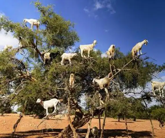 羊上树玩法是啥做好准备老司机要开车啦