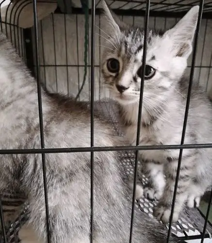 英短狸花混血小母猫,求有爱家庭收养.