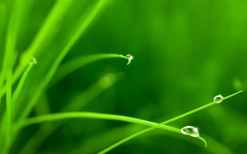 绿色护眼植物清新护眼系列高清电脑桌面壁纸图片