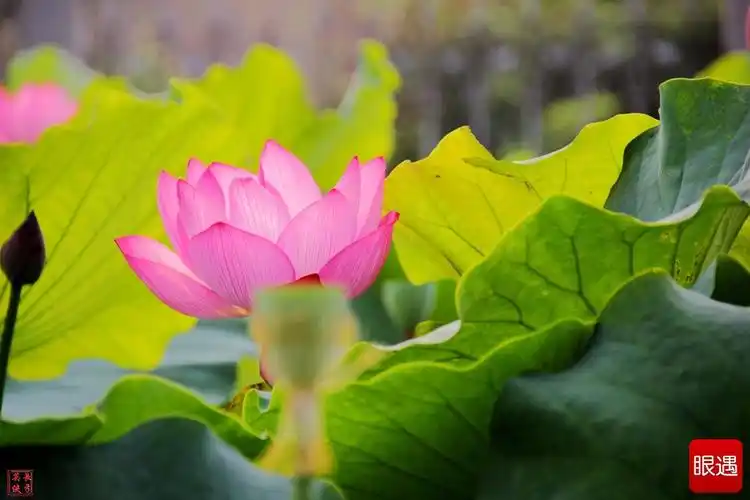 夏天 荷花欣然怒放