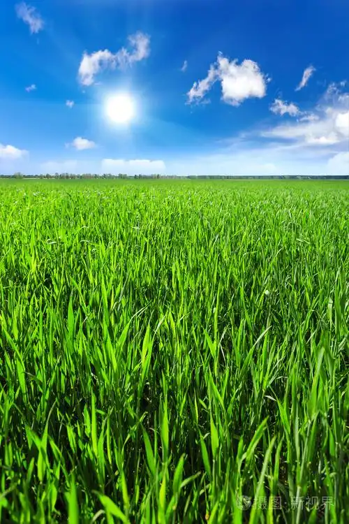 绿色农业麦田和蓝蓝的天空