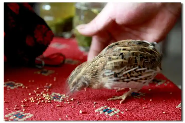 老玩意--斗鹌鹑