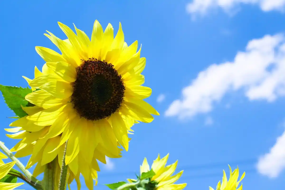 心情美好,运气很不错,人见人爱的星座