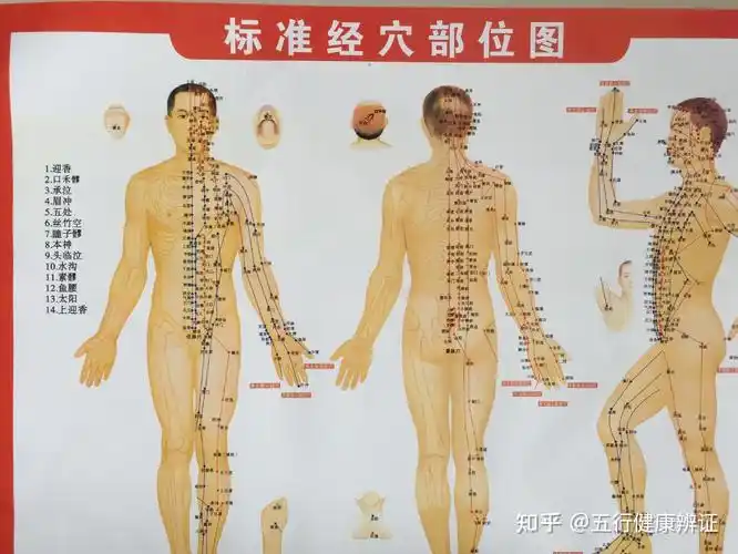 系于舌本;而我们的足厥阴肝经,也是循于咽喉;而我们的足太阴脾经,也是