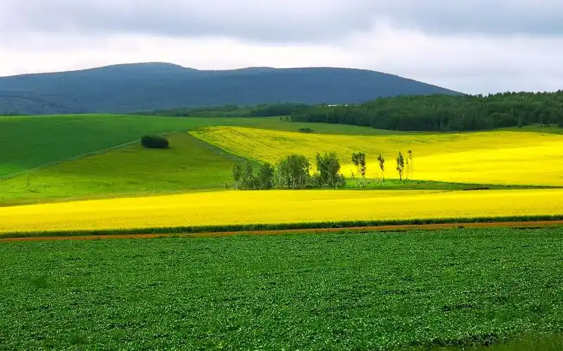 美丽的呼伦贝尔大草原和大兴安岭迎来了她最美季节.