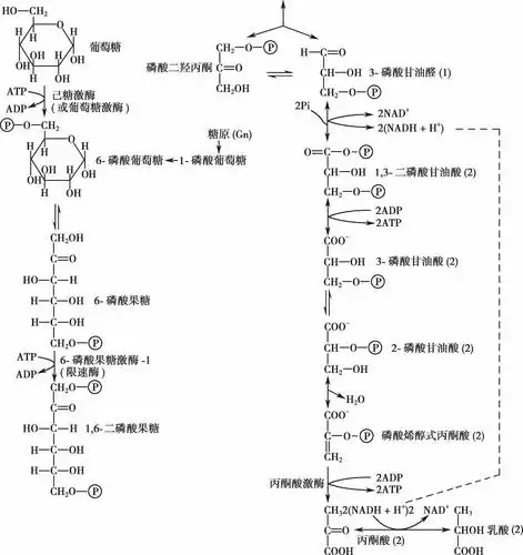 生物化学(第4版)(全国高等学历继续教育"十三五"(临