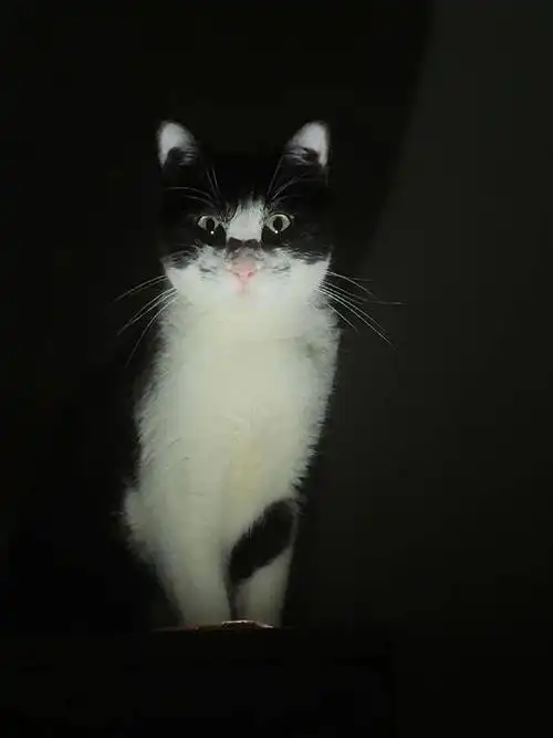 凌晨三点惊醒看到一只猫猫鬼