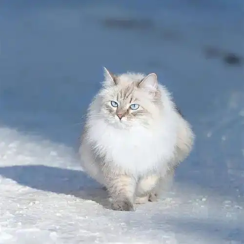 西伯利亚森林猫涅瓦色假面白色英短纯种血统长毛宠物猫咪实体猫舍