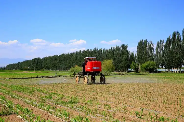 张掖甘州糯玉米田管保丰收