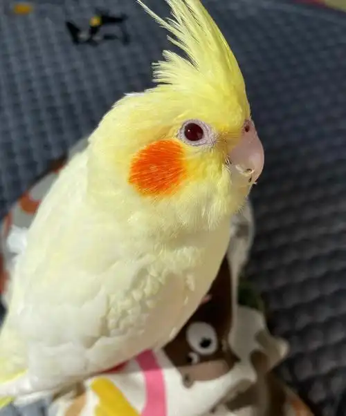 小奶酪黄化玄凤鹦鹉