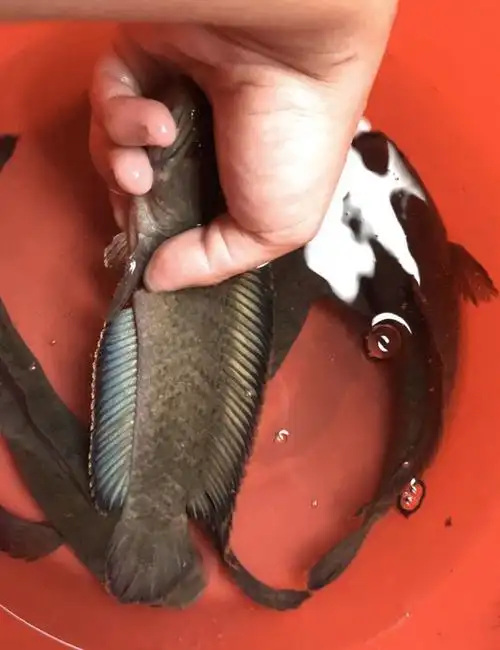 南鳢彩虹雷龙鱼观赏鱼冷水凶猛淡水活体精品七彩鱼彩虹雷龙鱼幼苗