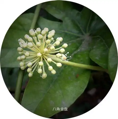 八角金盘(每日花卉-232)