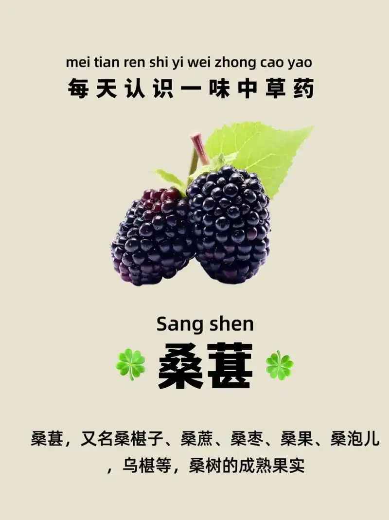 桑葚,又名桑椹子,桑蔗,桑枣,桑果,桑泡儿,乌椹等,桑树的成 - 抖音