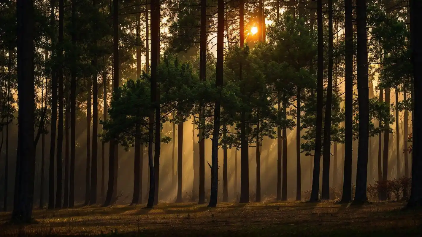 99超清电脑森林壁纸精选9515