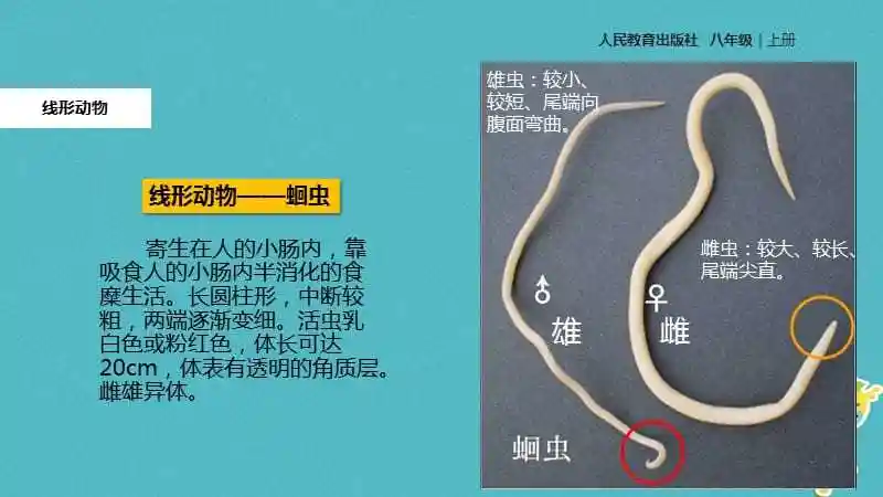 【人教版】2017年秋八年级生物上册5.1.