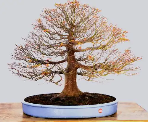 常德市第三届盆景展盛况