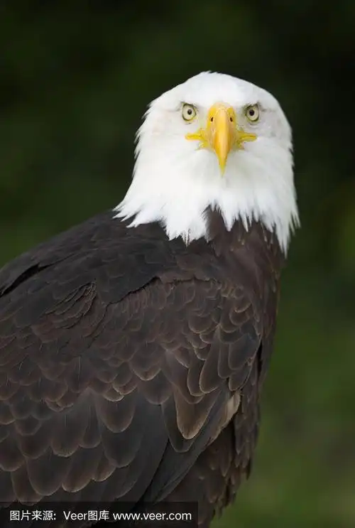 白头海雕