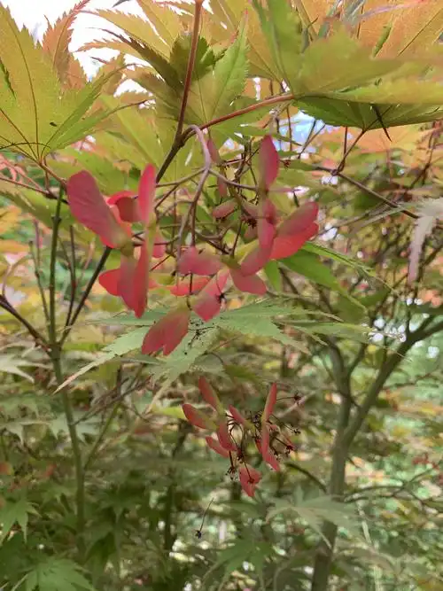 夏赏花秋观叶的槭树