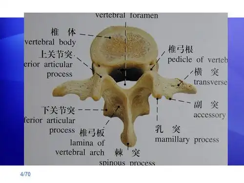 腰椎骨的基本结构是怎样的? - 好大夫在线