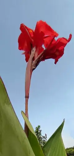 美人蕉,丽人腰 大叶裹着爱裙桃 秋雨轻轻搔挠过 风引骄凰来散骄 修修