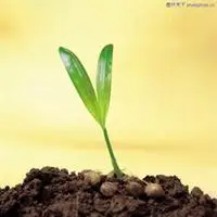 头像植物小清新四叶草