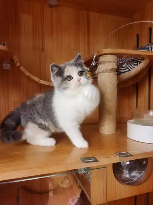 分色很甜美的英短正三花糯米妹妹