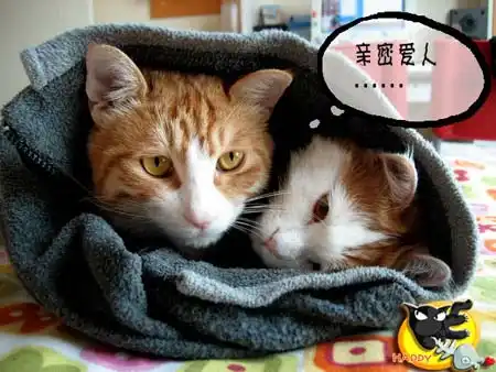 组图:happy日志真情流露(10)_新浪生活_新浪网