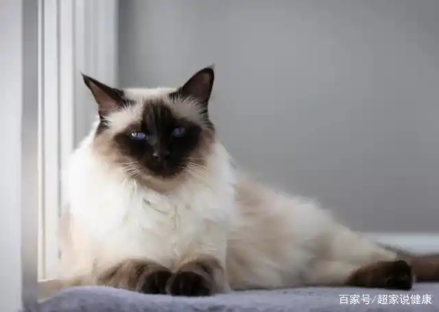 巴厘岛猫(长毛暹罗猫):猫品种简介