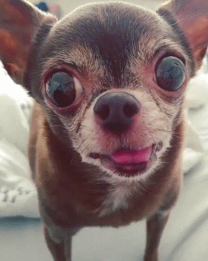 小狗狗gif汪星人gif搞笑gif可爱gif大眼睛gif