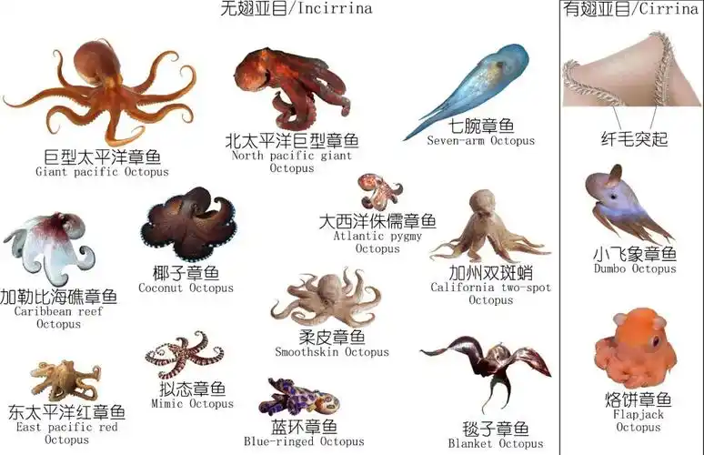 八腕目octopoda,又名章鱼目,通称蛸或章鱼,俗称八爪鱼或八带鱼,英文叫