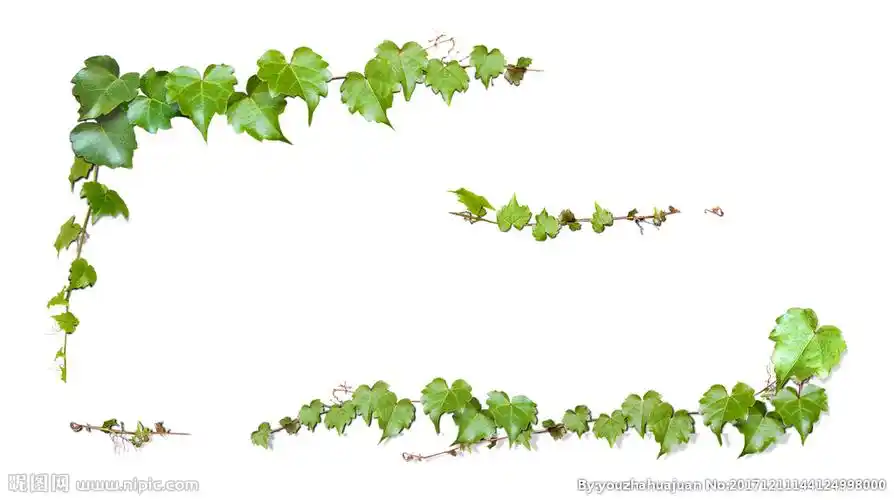 psd(cs4)颜色:rgb40共享分×关 键 词:爬山虎 藤蔓 花边 绿叶 绿叶