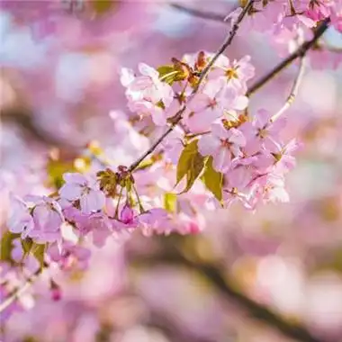 樱花微信头像高清唯美 微信头像图片大全 -【爱个性】