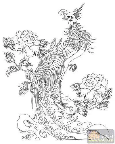 凤-白描图-雏凤清声-huangf032-凤图案