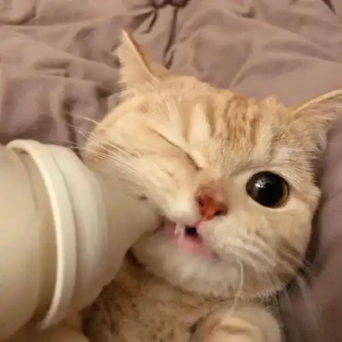 这只网红猫咪凭吐舌头撩倒200万粉丝