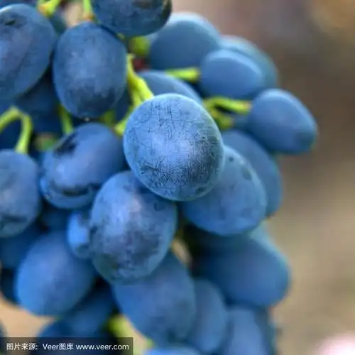 成熟的蓝色的葡萄.