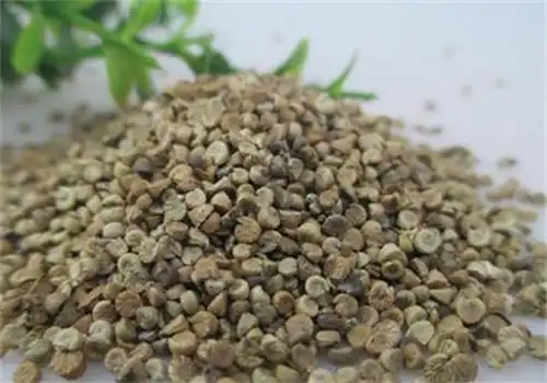 冬葵果的功效与作用