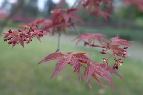 高调叶子低调花——鸡爪槭